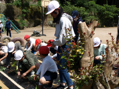 さつまいもづる植え (4)