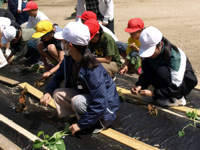 さつまいもづる植え (13)