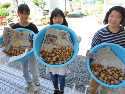 ６年生　ジャガイモ収穫