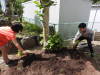 プランター植え替え (2)