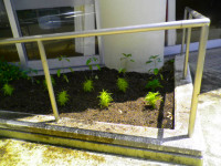 花壇植え替え (2)