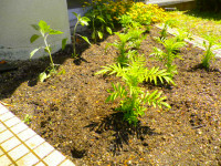 花壇植え替え (5)