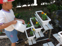 太鼓1　野菜収穫 (10)