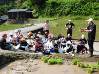 田植え (9)