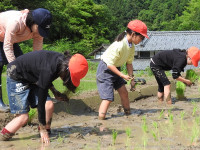 田植え (2)