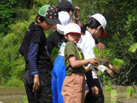 田植え (3)