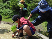 田植え (5)