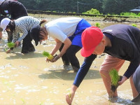 田植え (12)