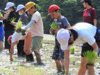 田植え (13)