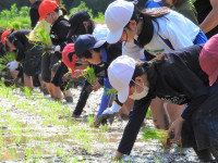 田植え (14)