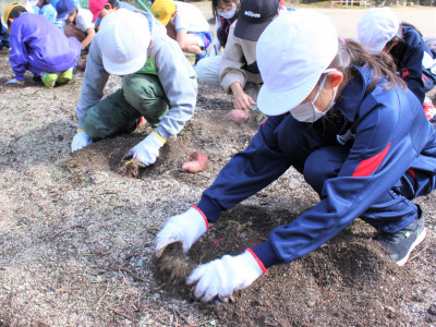 芋ほり (5)