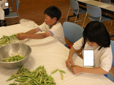 ２・３年生　えんどう豆さやむき (8)