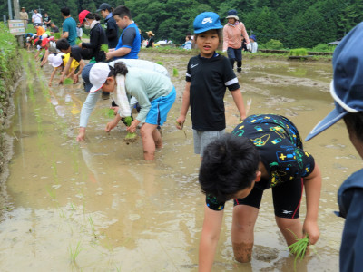 田植え (4)