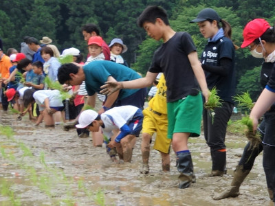 田植え (6)