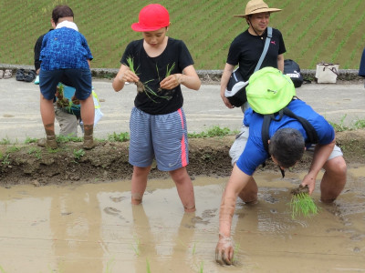 田植え (10)