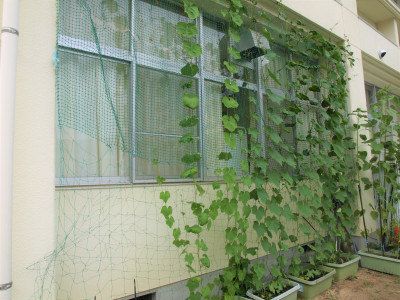 学校園　夏 (1)