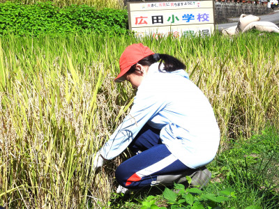 稲刈り (8)