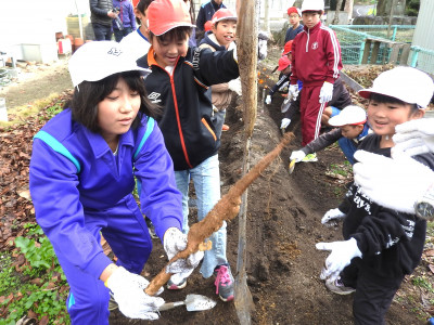 自然薯掘り (4)