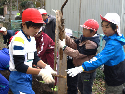 自然薯掘り (10)