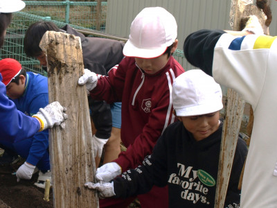 自然薯掘り (11)