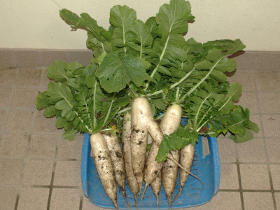 オペレッタ練習 (9)