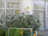 P7241464