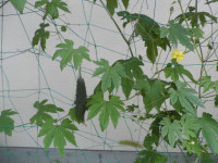 P7241452